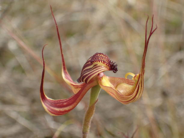 istock Australian wildflowers 1222410790