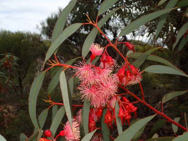 820+ Red Flowering Gum Stock Photos, Pictures & Royalty-Free