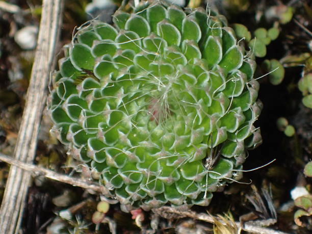 stylidium soboliferum - soboliferum fotografías e imágenes de stock