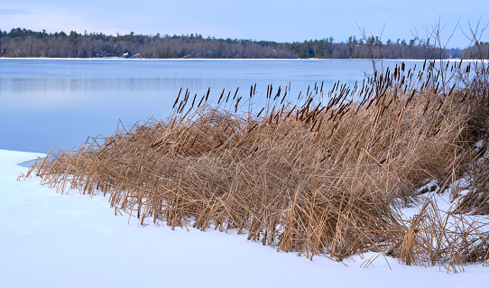 Cattails are frozen in the snow covered ice on the shore of the Otonabee River in Lakefield, Ontario, Canada.