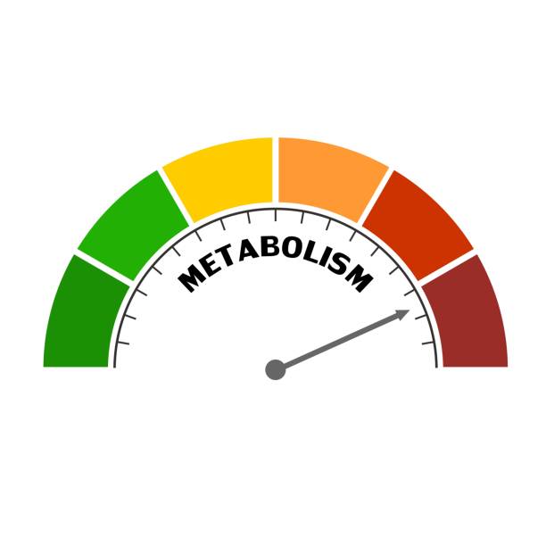 Metabolism Level Concept Metabolism level scale with arrow. The measuring device icon. Sign tachometer, speedometer, indicators. Infographic gauge element. metabolism illustrations stock illustrations