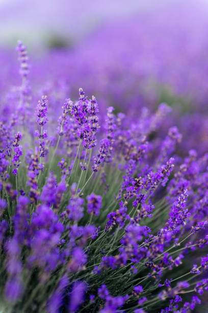 istock Lavender bushes closeup on sunset. 1222412251