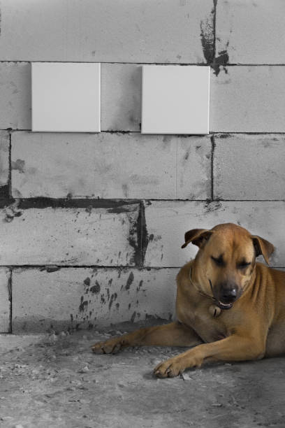 empty white canvas frame on grunge grey concrete wall background with brown pet dog
