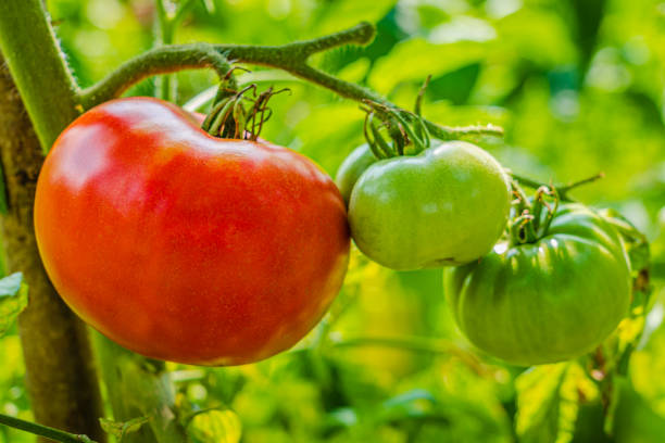 赤と緑のトマト - beefsteak tomato ストックフォトと画像