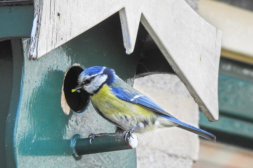 Eurasian blue tit (Cyanistes caeruleus) with prey feeds its young in a small birdhouse.