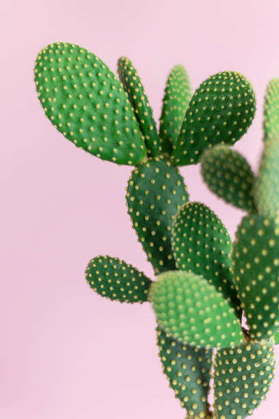 istock Green cactus with yellow polka dot pattern on pastel pink background photography 1222413617