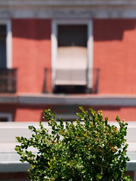 Green plants on a terrace on a sunny day. Building with window in the background. Green living in a city urban environment concept.