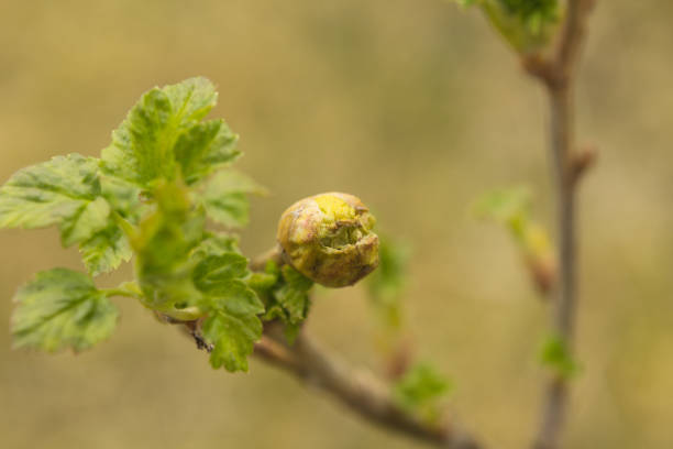 young currant bush with buds. garden bushes in spring