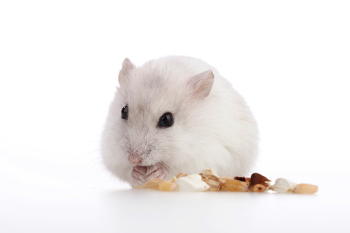 hamster eating nuts on white background