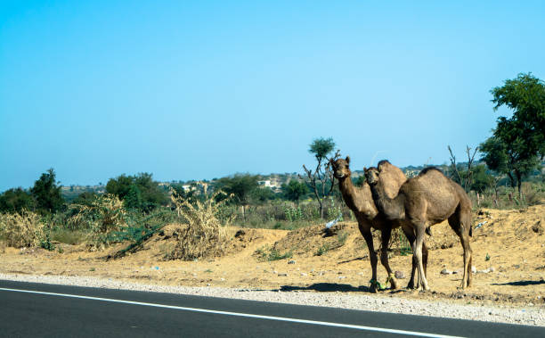 istock Highway, path, road in Desert of Rajasthan, India 1222415645