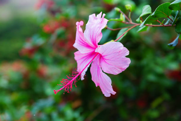 istock pink flower of a Hibiscus tree 1222416788