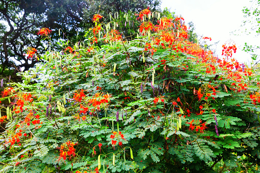 picuture of the tropic flowering plant Caesalpinia pulcherrima on Hawaii