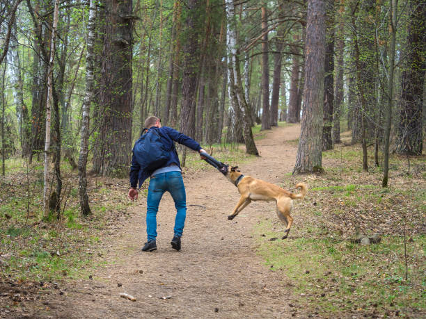 istock A man playing with his dog in a forest. 1222417021