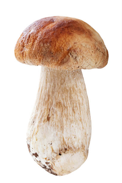 istock Fresh porcini cep mushroom isolated on white background. 1222417842