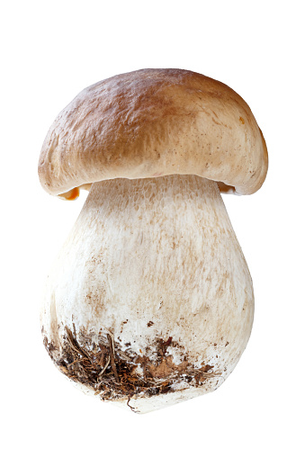 Fresh porcini cep mushroom isolated on white background. File contains clipping path.