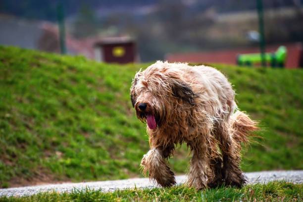 istock Wet and muddy dog briard running on path. 1222417914
