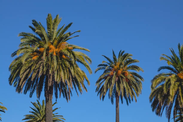 istock Paradise palm trees with a blue sky.  Paradise palm trees with a blue sky. 1222419687
