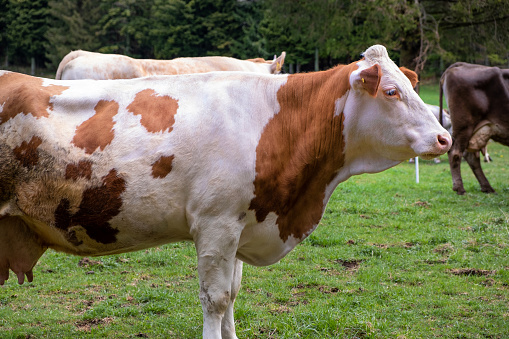 Side view of a Caw on the pasture