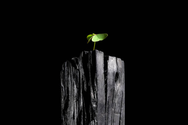 Piece of charcoal with a small green plant on its top Piece of charcoal with a small green plant on its top on black background resilience photos stock pictures, royalty-free photos & images