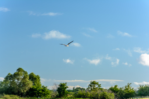 Flying white Heron in the blue sky