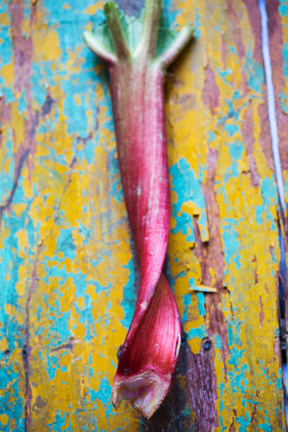 Fresh pink rhubarb on background