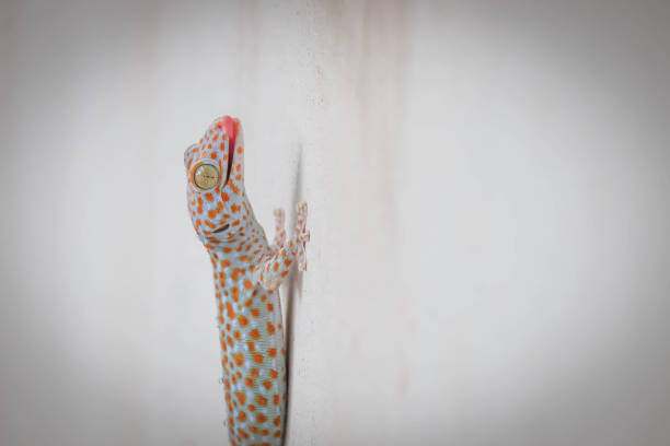 Geckos on concrete walls stock photo