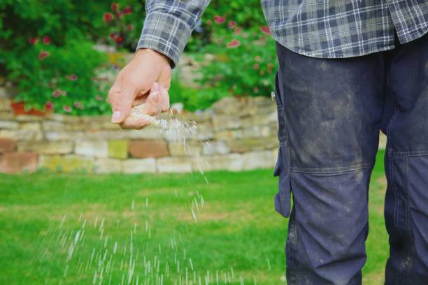one man farmer is fertilizing the lawn soil. male hand of worker, Fertilizer For Lawns in springtime for the perfect lawn. lawn fertilizer in man's hand on garden background. working farmer, fertilizer in garden grass seeds stock pictures, royalty-free photos & images