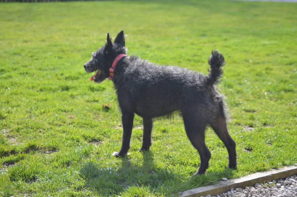 istock A dog (Patterdale Terrier) in a back garden on grass 1222422667