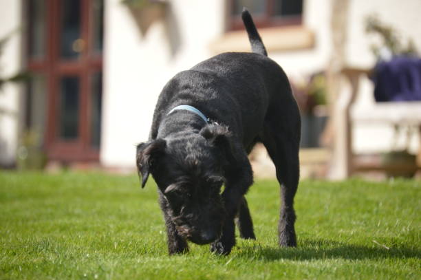 istock A dog (Patterdale Terrier) in a back garden on grass 1222422748