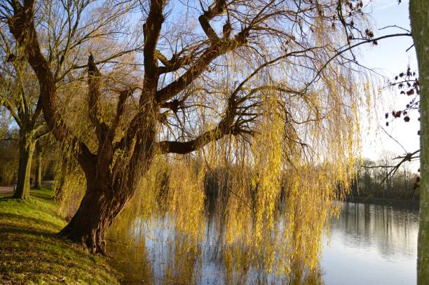 istock Large Weeping willow on a grass bank next to a river (Ieperlee) in Ypres (Ieper), Belgium 1222422762