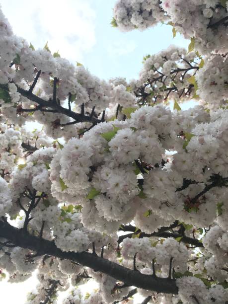 istock A white cherry blossom tree shot from underneath looking up to the blue sky 1222423080