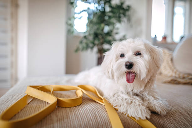 Maltese dog sitting on bed Maltese dog sitting on bed at home maltese dog stock pictures, royalty-free photos & images