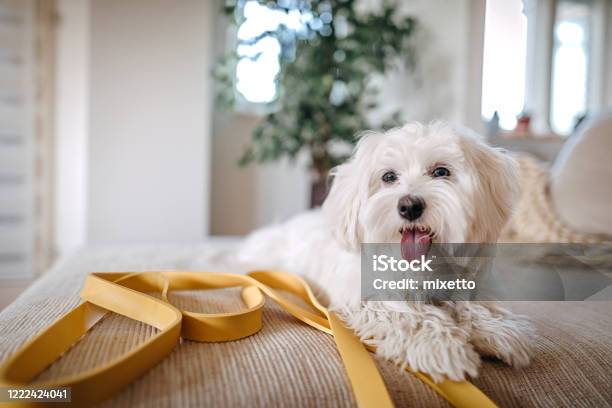 Maltese Dog Sitting On Bed Stock Photo - Download Image Now - Maltese Dog, Puppy, Domestic Life