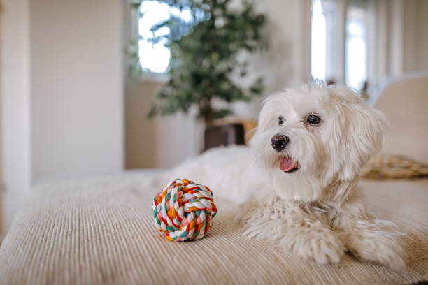 istock Maltese dog sitting on bed 1222424205
