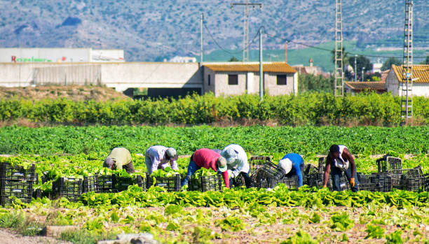 rolnicy lub pracownicy gospodarstw rolnych zbierający sałaty na plantacji rolnej - growth lettuce hydroponics nature zdjęcia i obrazy z banku zdjęć