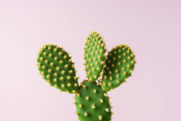 istock Close-up view of green cactus on bright background. Minimal composition. 1222425187