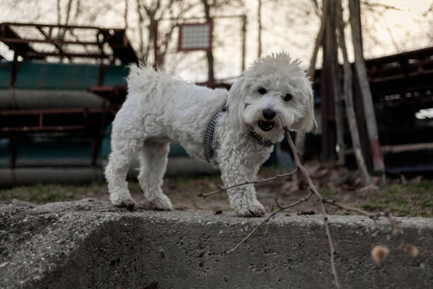 istock Nanja, a Bichon Bolognese dog, playing with a twig 1222425218