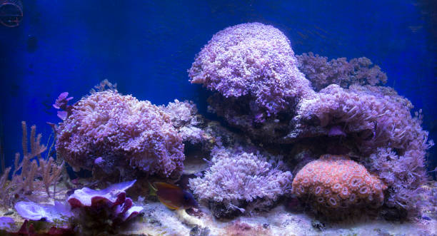 istock View of a sea coral aquarium 1222425707