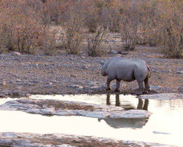 istock A black rhino at water hole 1222427456