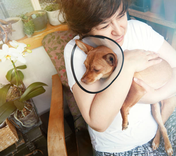istock Woman with her Chihuahua. 1222427631