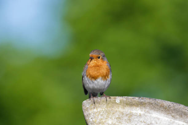 istock Robin redbreast close up with green copy space 1222427805