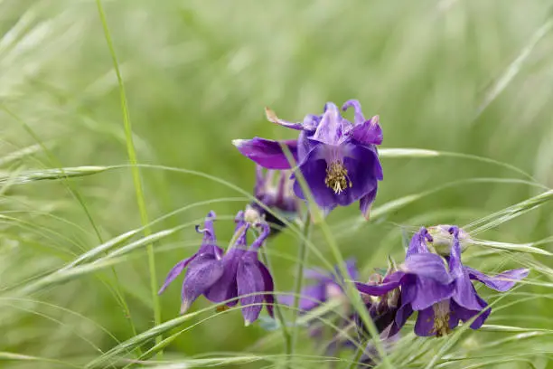 Colourful blue purple iris growing in long green grass in spring conceptual of the seasons in close up with copy space