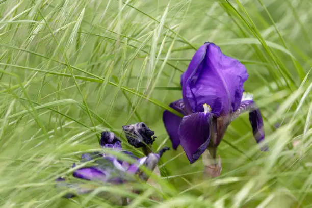 Colourful blue purple iris growing in long green grass in spring conceptual of the seasons in close up with copy space