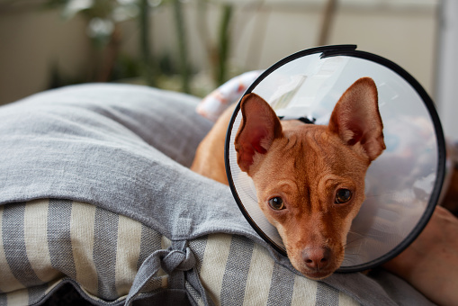 Cute Chihuahua is wearing a dog cone and lying on its pillow while looking to the camera.