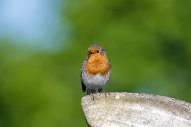 istock Robin redbreast close up with green copy space 1222428586