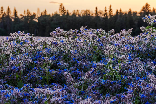 cultivo púrpura de aburrimiento floreciendo en el campo cerca de devon, alberta - borage fotografías e imágenes de stock