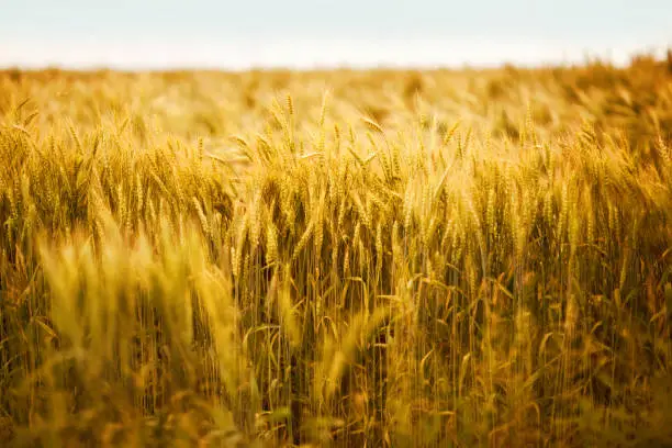 Wheat field. Ears of wheat. Harvest season.