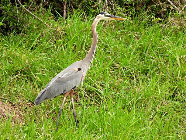 istock Great Blue Heron (Ardea herodias) - in tall Florida grass 1222431127