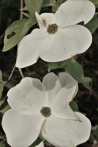 A close up vertical of Dogwood flowers.