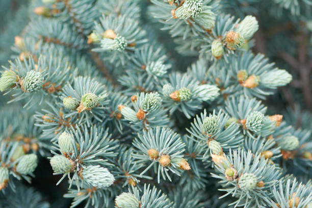 istock Evergreen decorative tree Blue Pine in spring botanical garden. Fir-tree, spruce in springtime arboretum. 1222432434